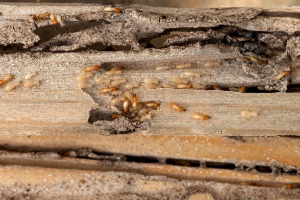 Best Pest Removal Services  in Tyler, MN
